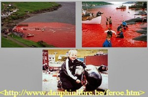 Illustration du massacre des dauphins aux îles féroé